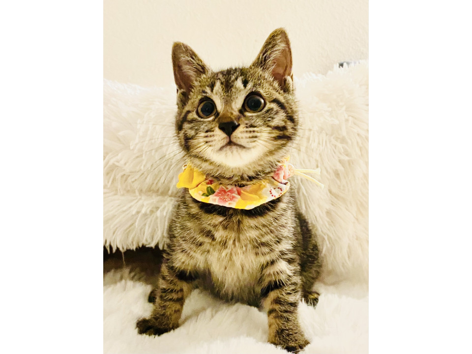 3ヶ月キジトラ女子♥すあま♥超元気