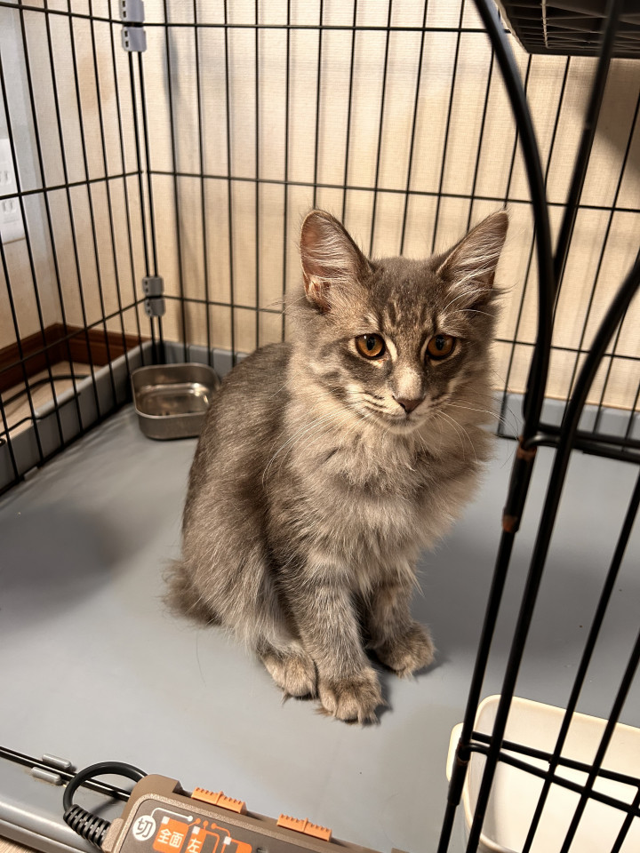 グレーのもふもふ長毛♬.*ﾟ