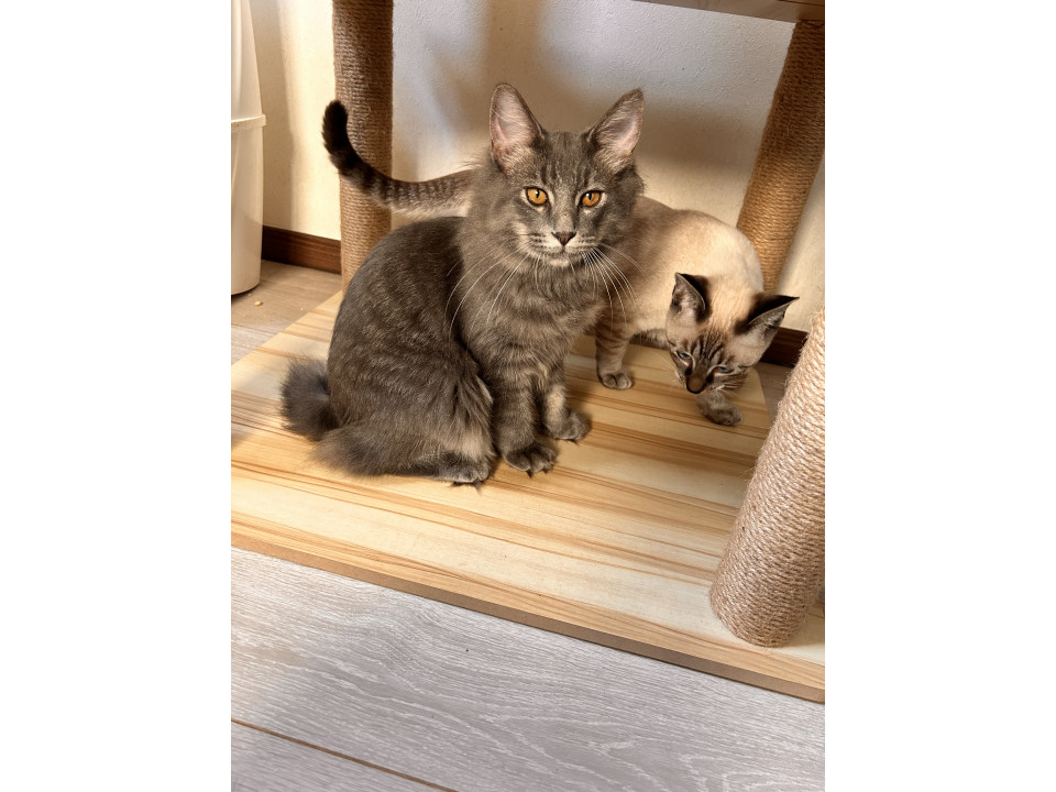 人馴れしすぎ足元注意⚠︎︎グレーのもふ