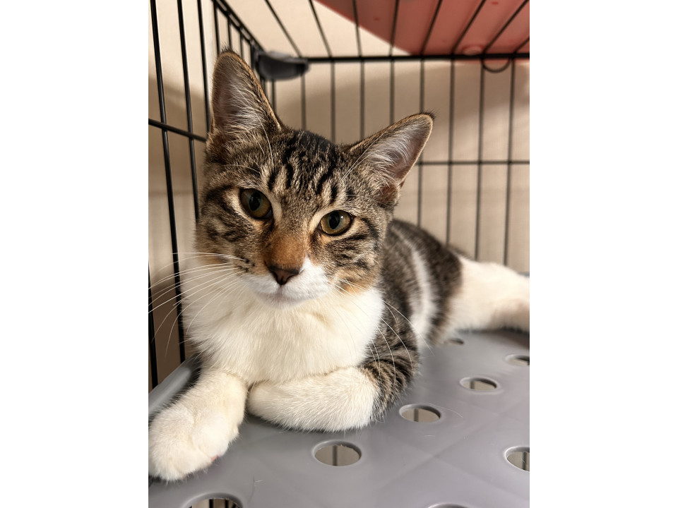 人馴れ急上昇♬.*ﾟお膝に乗っておねだり