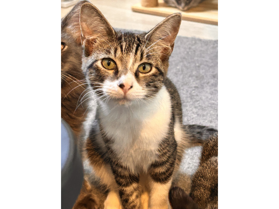 かわいい突っ込み隊長♬.*ﾟ