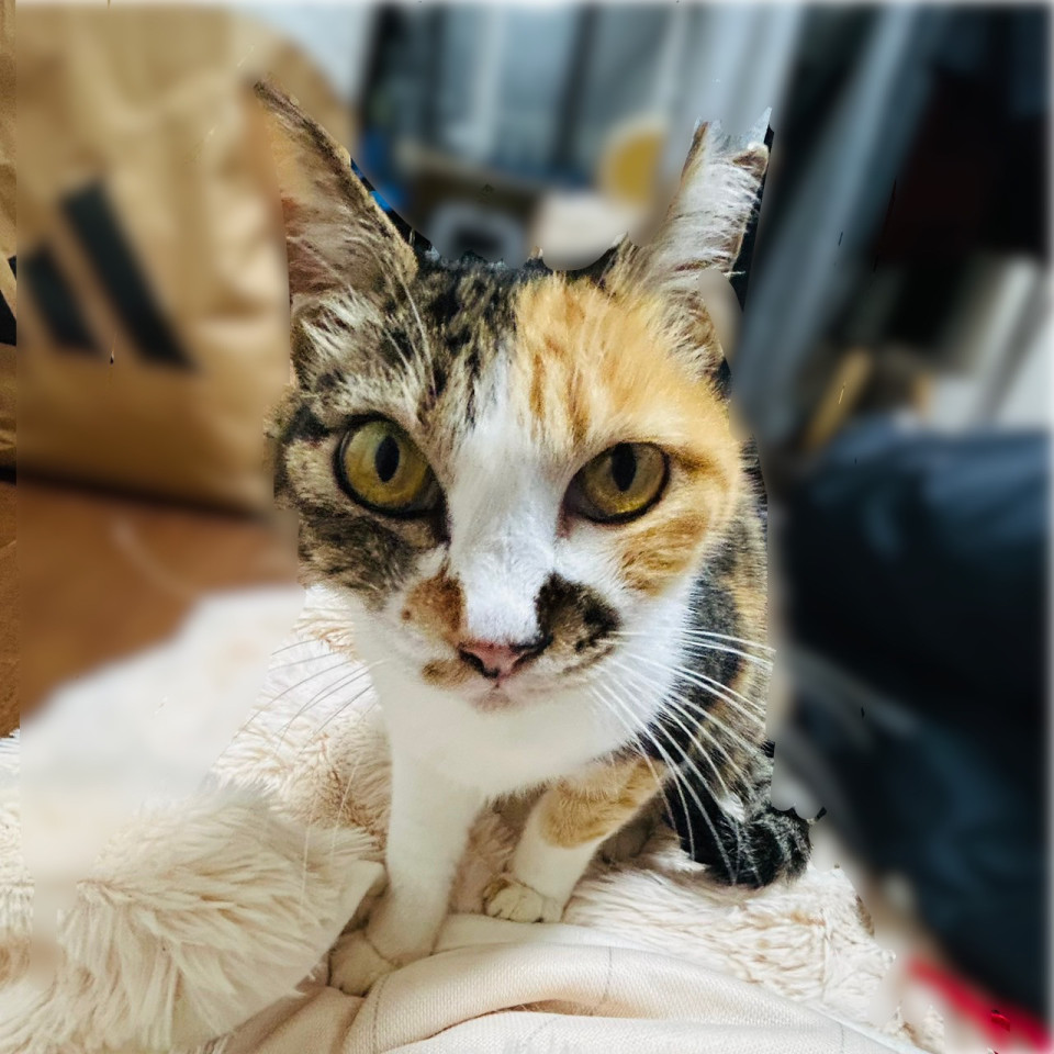 猫]石川県七尾市の里親募集 お膝が大好きな優しい三毛猫さん