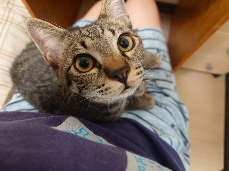 和菓子４兄妹キジトラ男子　ゆべし♂