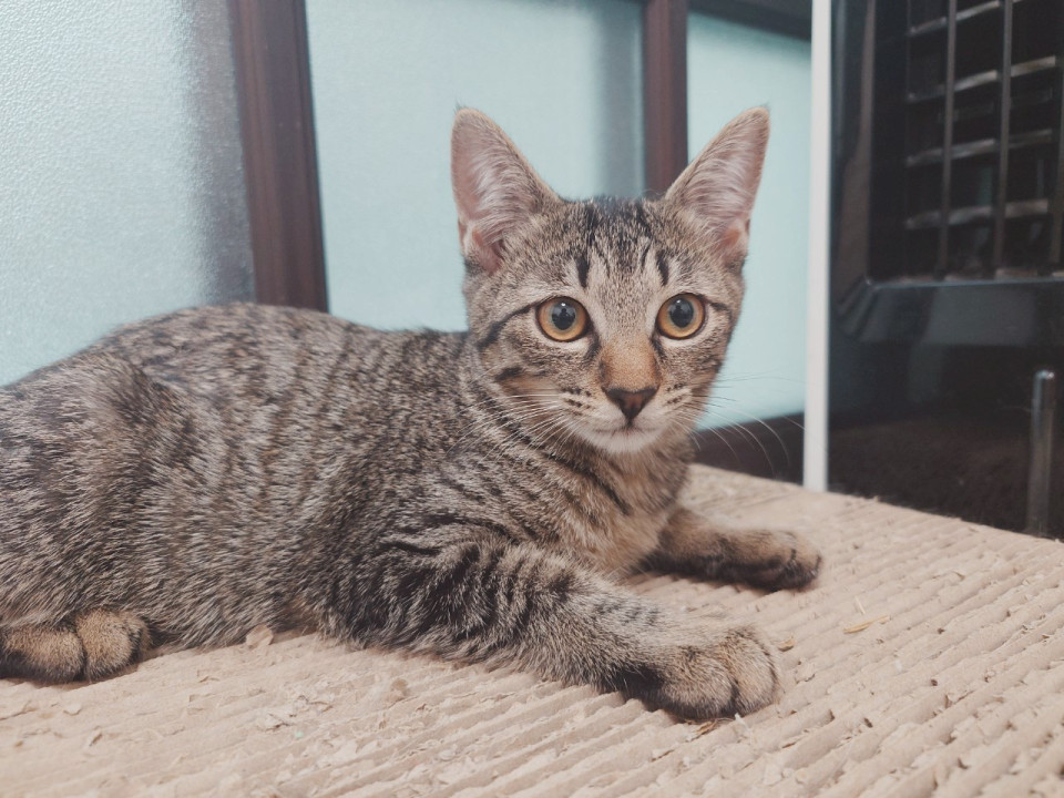 和菓子４兄妹キジトラ女子 おたべ♀