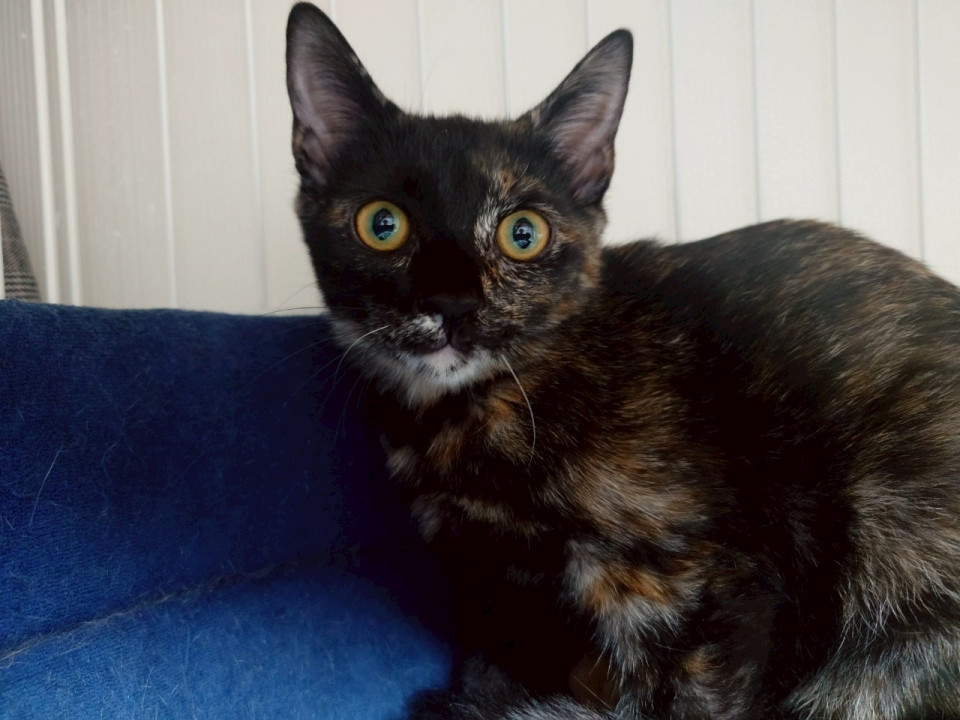 和菓子４兄妹 慎重派の すあま♀