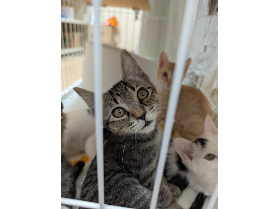 11/15.16 毎週譲渡会開催！