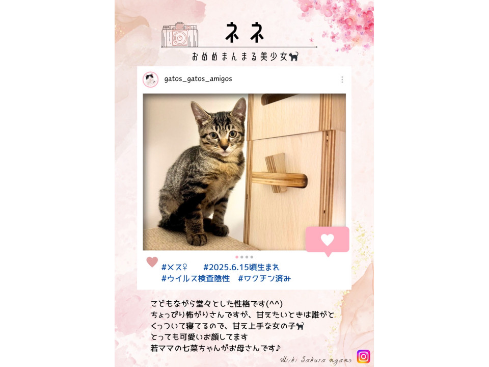 真ん丸お目目の美少女