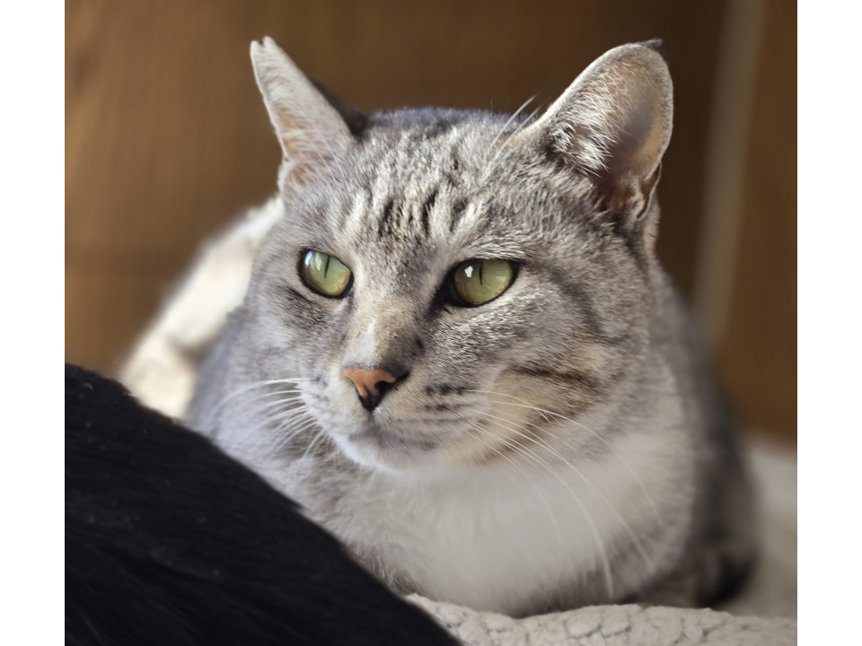 シルバータビーの紳士