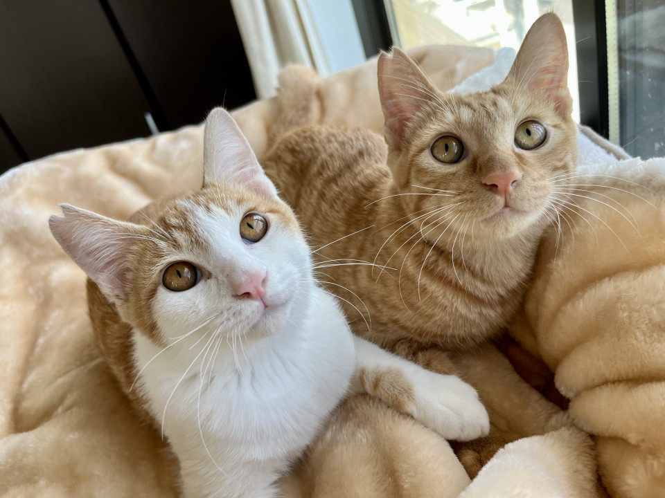 引っ越し置き去り現場より保護☆生後5ヶ月