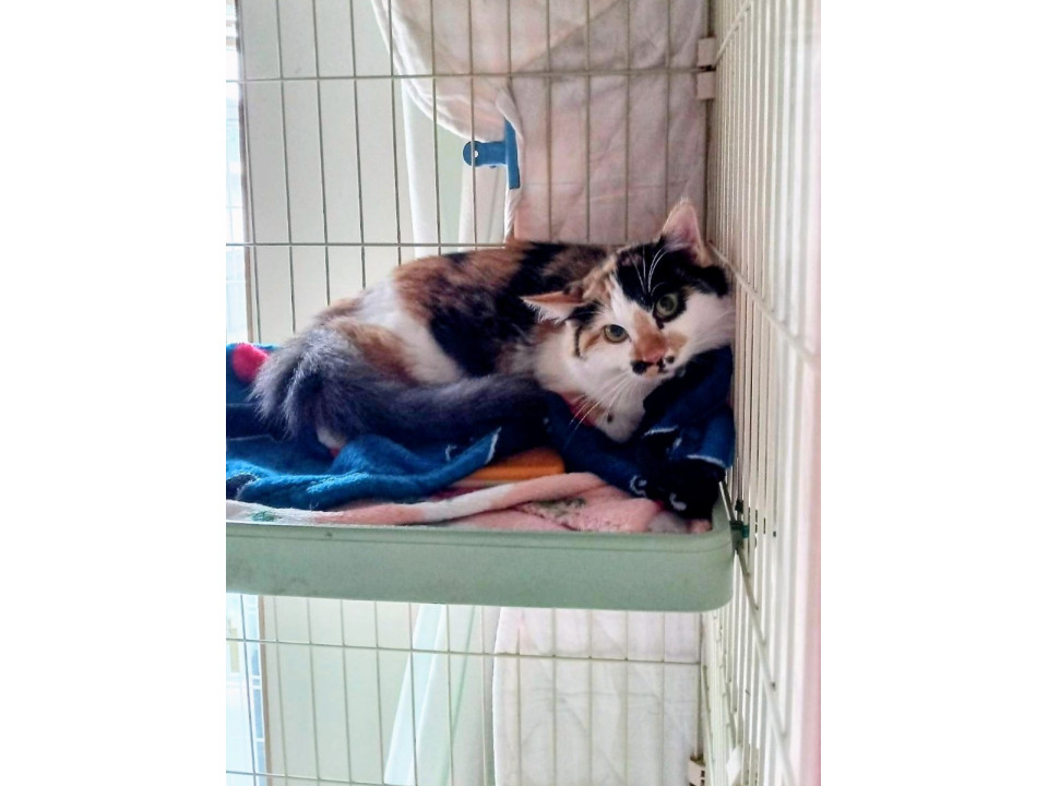 長毛フワフワ三毛猫ちゃん