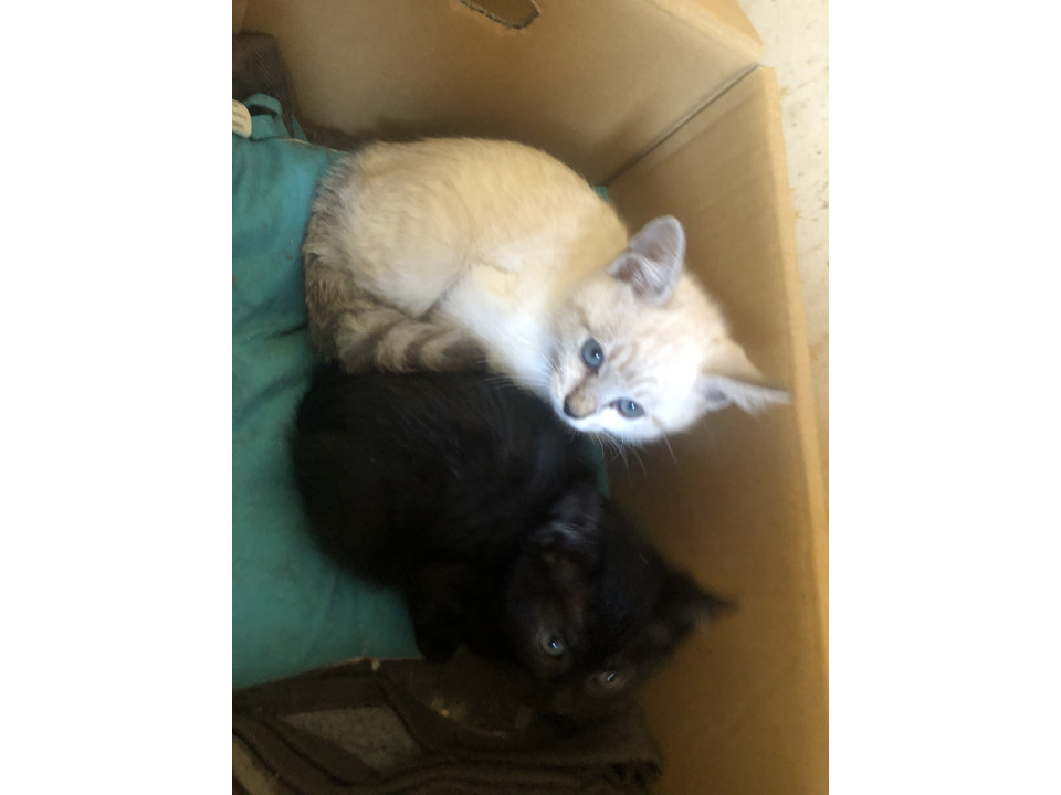 twins姉妹キキララみたいw