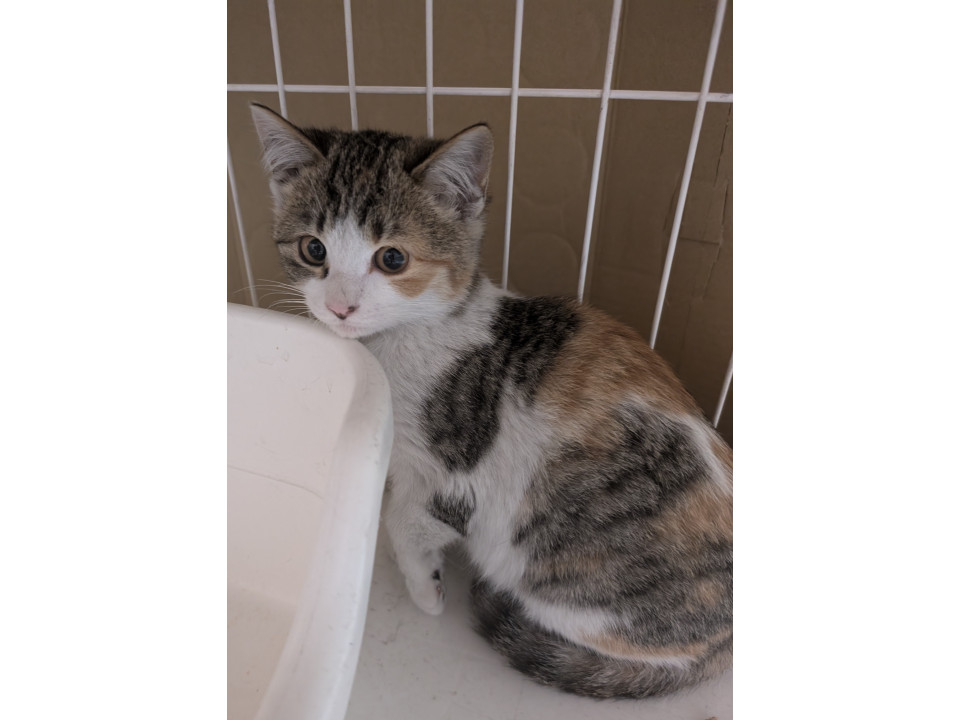 可愛い三毛ちゃん見学随時受付中！