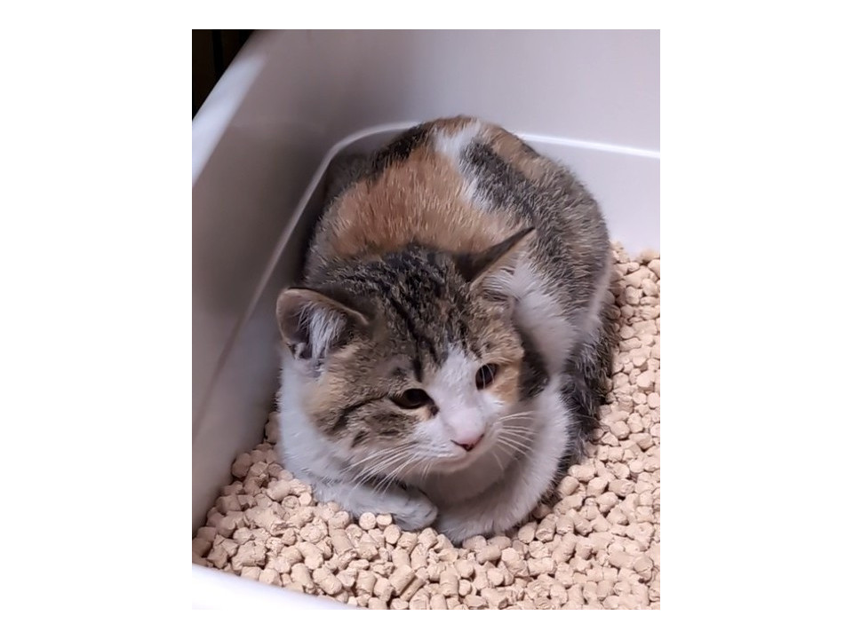 猫]富山県砺波市の里親募集 可愛い三毛ちゃん見学随時受付中！