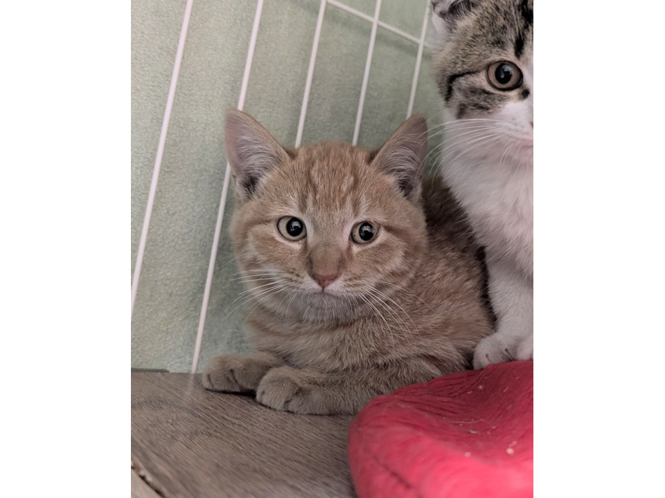 可愛い茶トラくん見学随時受付中！