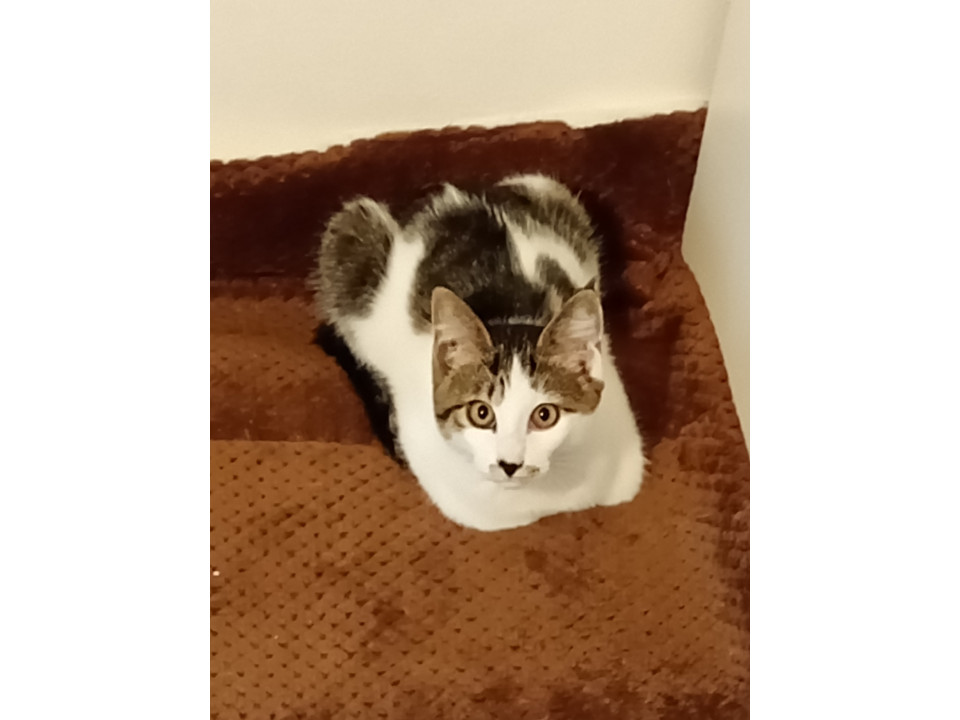 白多め毛足眺めブチがすてきな女の子