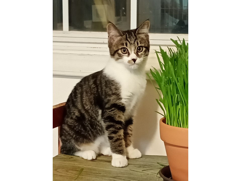 ペース独特な甘えん坊かつキレキャラ