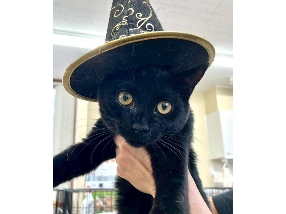 丸顔の可愛らしい顔の黒猫の男の子