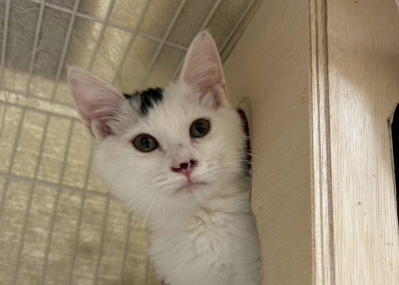 本当に甘えん坊な白多めの白黒の女の子