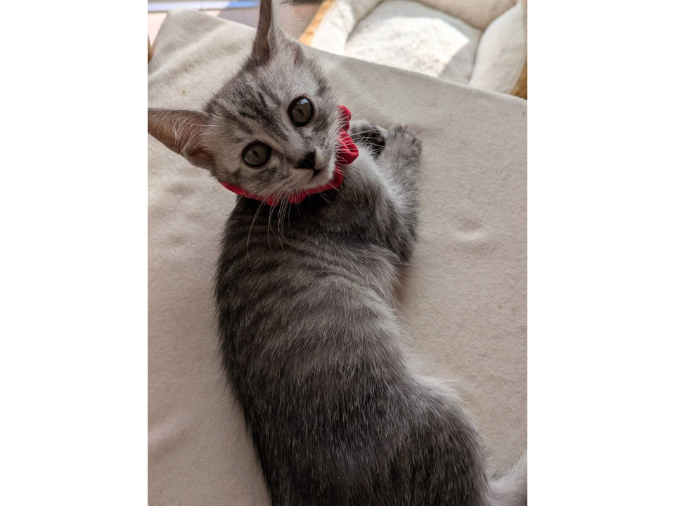 色が薄めのキジトラの女の子