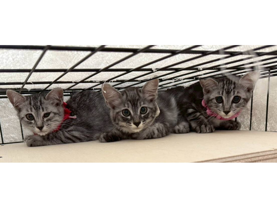 11/15.16 毎週譲渡会開催！