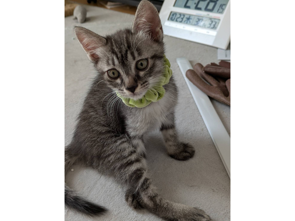 色が薄めのキジトラの男の子