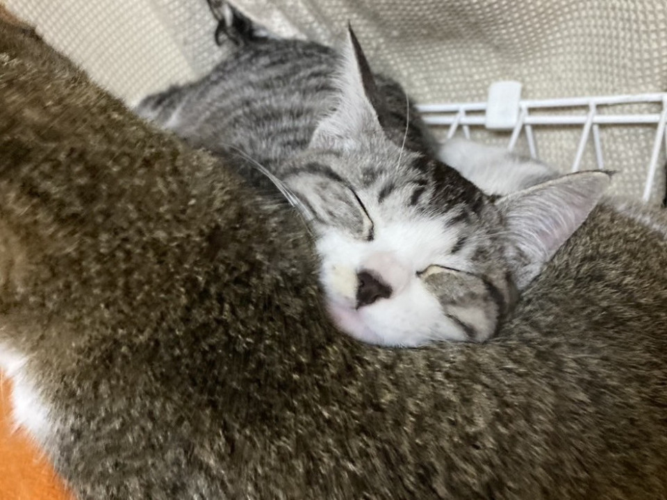 THE子猫!!好奇心旺盛なハクくん！!!