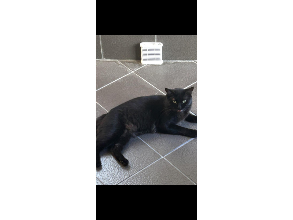 甘えん坊の黒猫くん