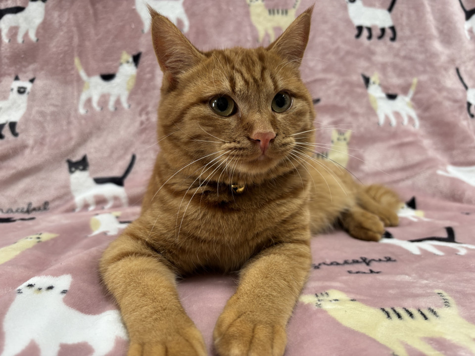 愛らしい男の子・翔天くん