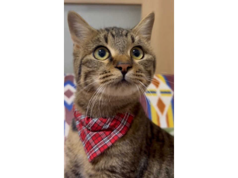 抱っこ大好き甘えん坊のキジトラちゃん