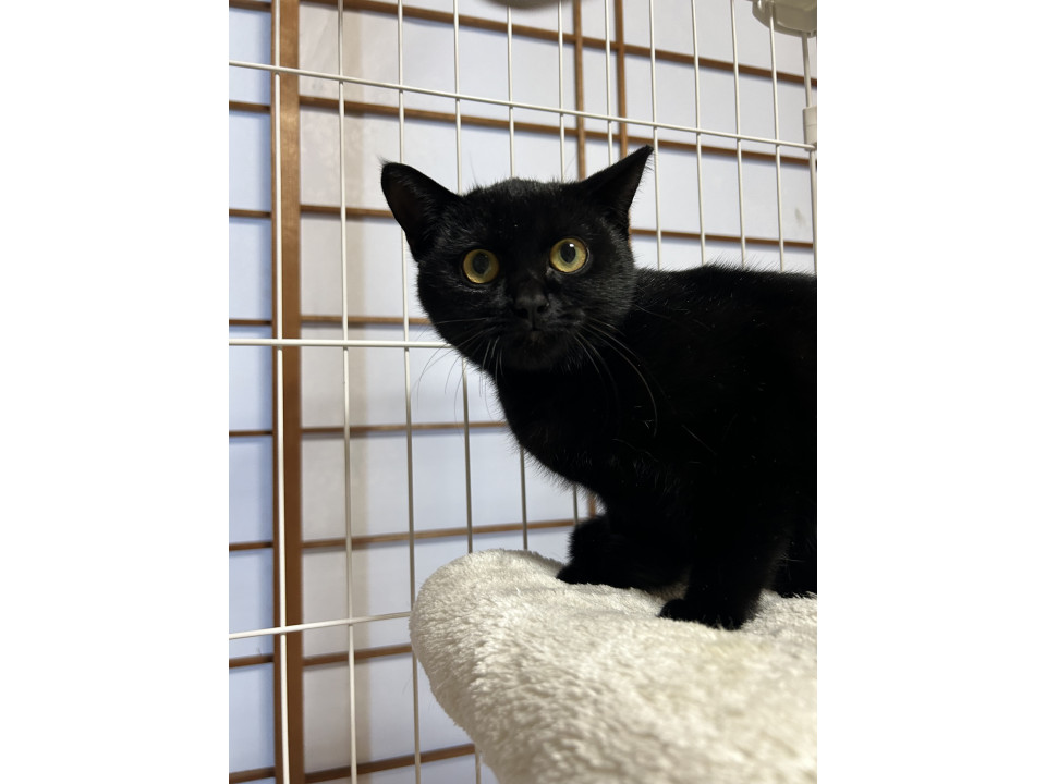 甘えん坊になりました！真っ黒な男の子