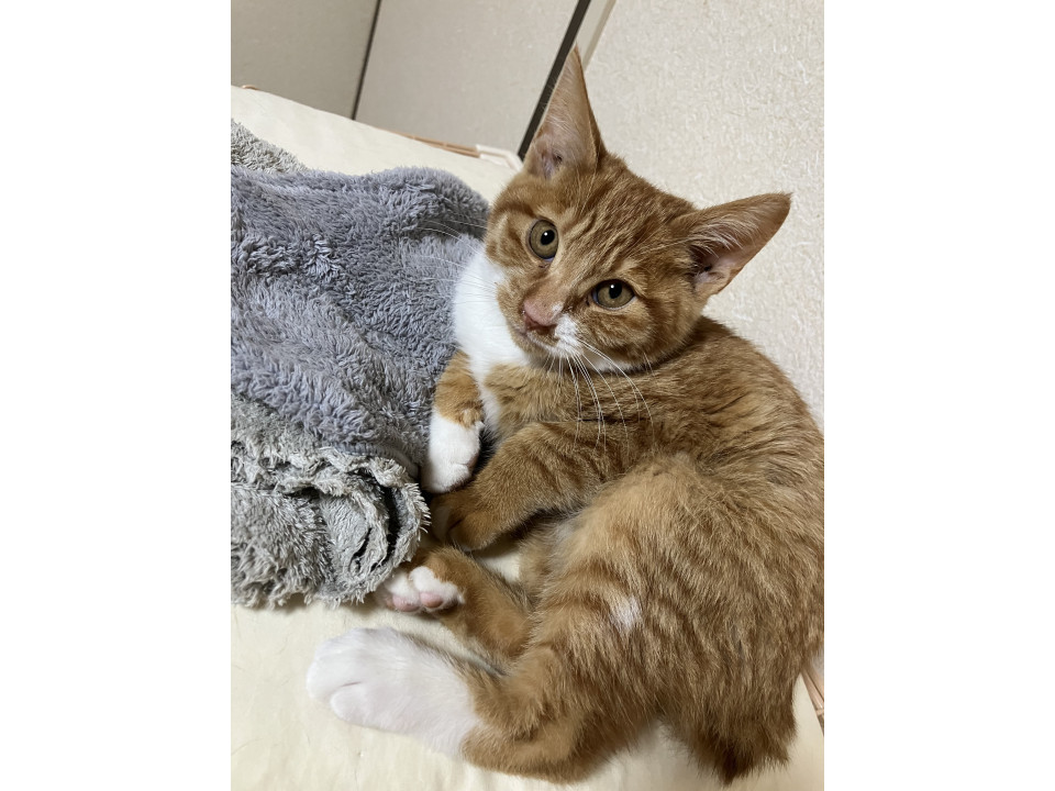 ⭐︎ボブテイルが可愛い子猫の茶白くん⭐︎