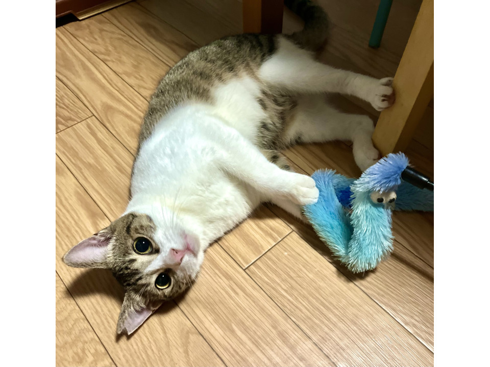 キジトラ白の人懐っこい男の子　一歳ぐらい