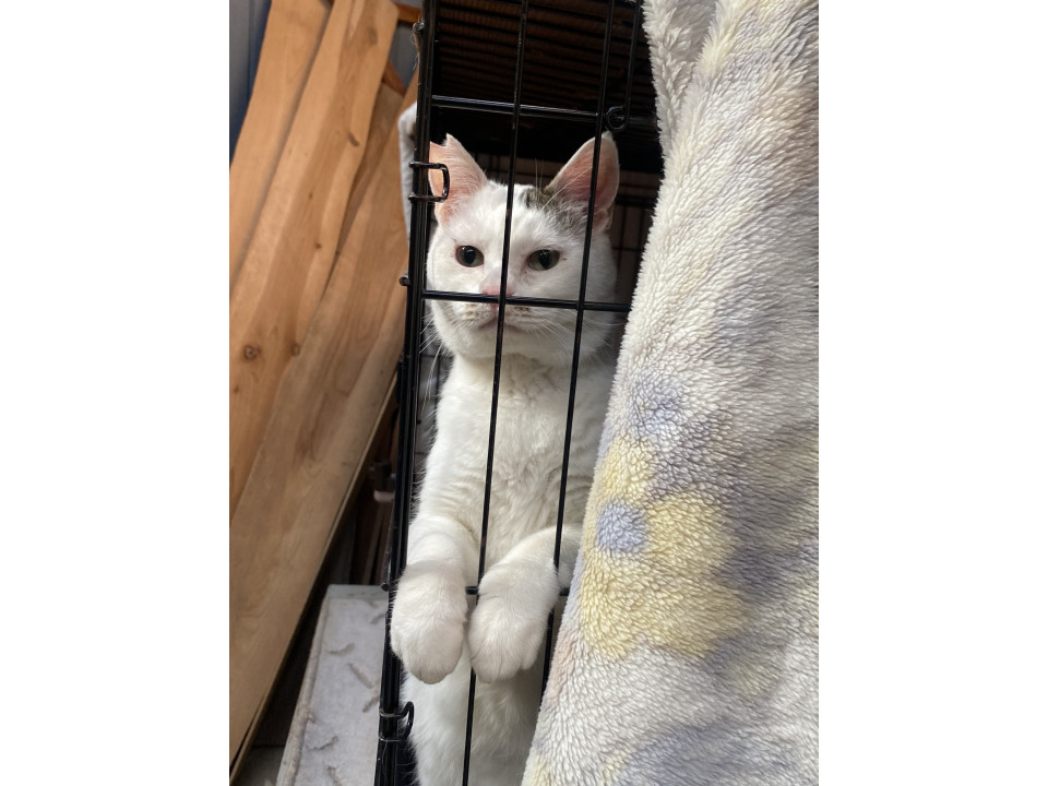 癖になる顔のリボン