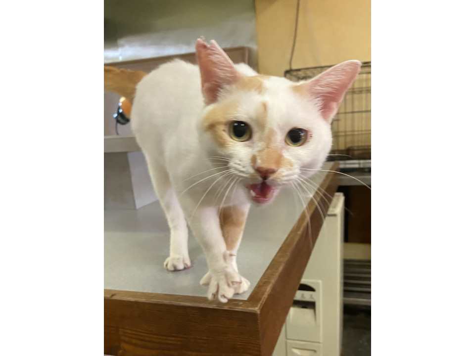 スリゴロのナオちゃん