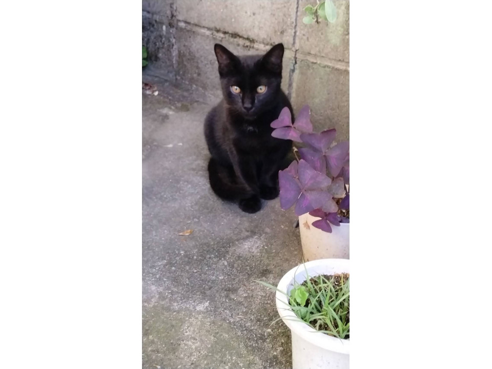 大人しくて、賢い黒ネコちゃん（男の子）