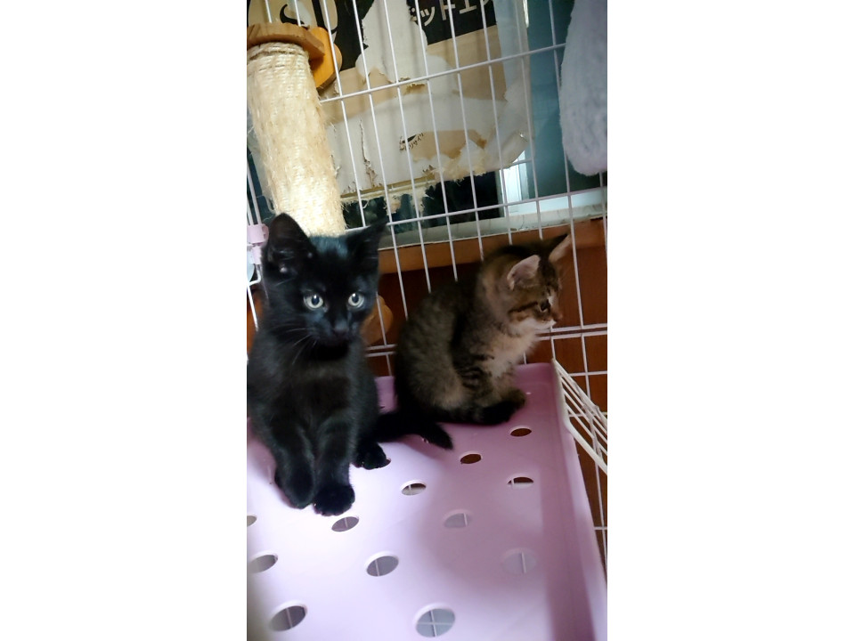 メチャ可愛い黒猫君