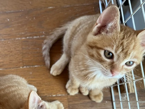 口から胸に淡い白メッシュ入りの茶とら君