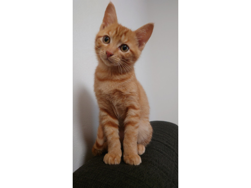 全身オレンジ色の茶とら君