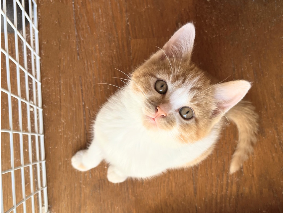 慎重派のクールな女の子白茶ちゃん