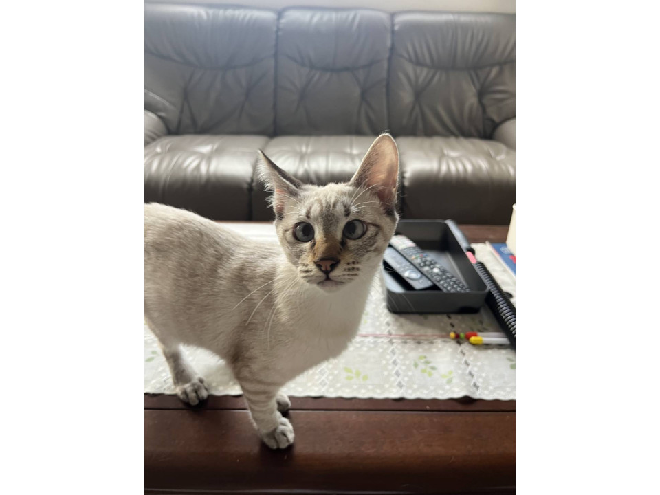 好奇心旺盛なシャムトラさん