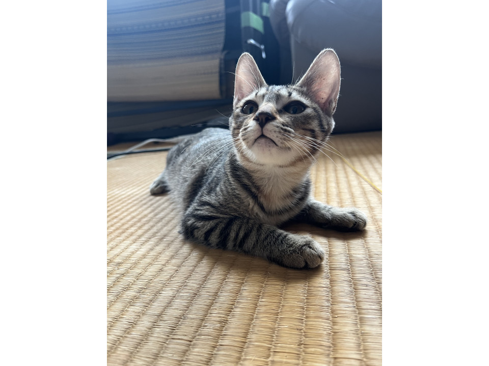 ちょっと小さめ、可愛いキジトラさん