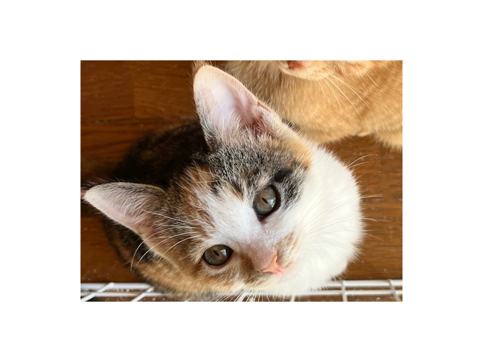 やはり三毛猫の可愛さは格別です！