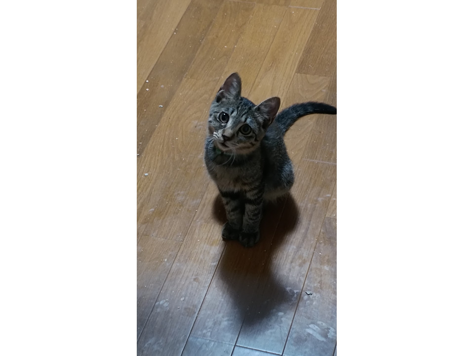 保護して一か月のクマ顔の子猫です　