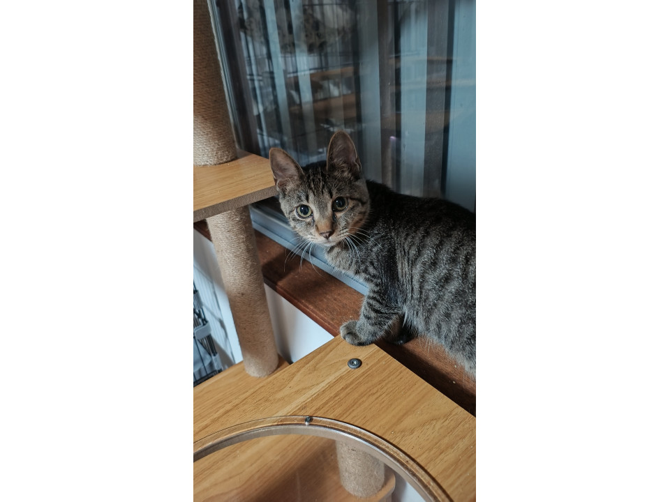 猫]奈良県吉野郡大淀町の里親募集 保護して一か月のクマ顔の子猫です