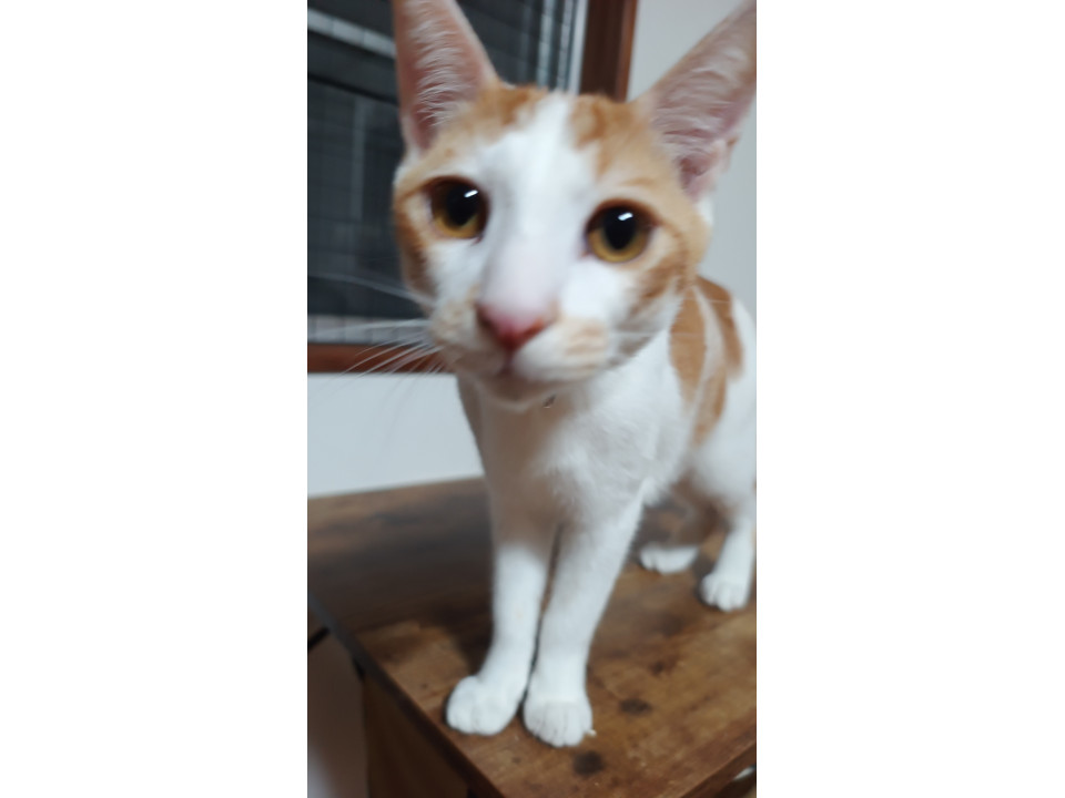 茶白の食いしん坊ボーイ・里親さん募集