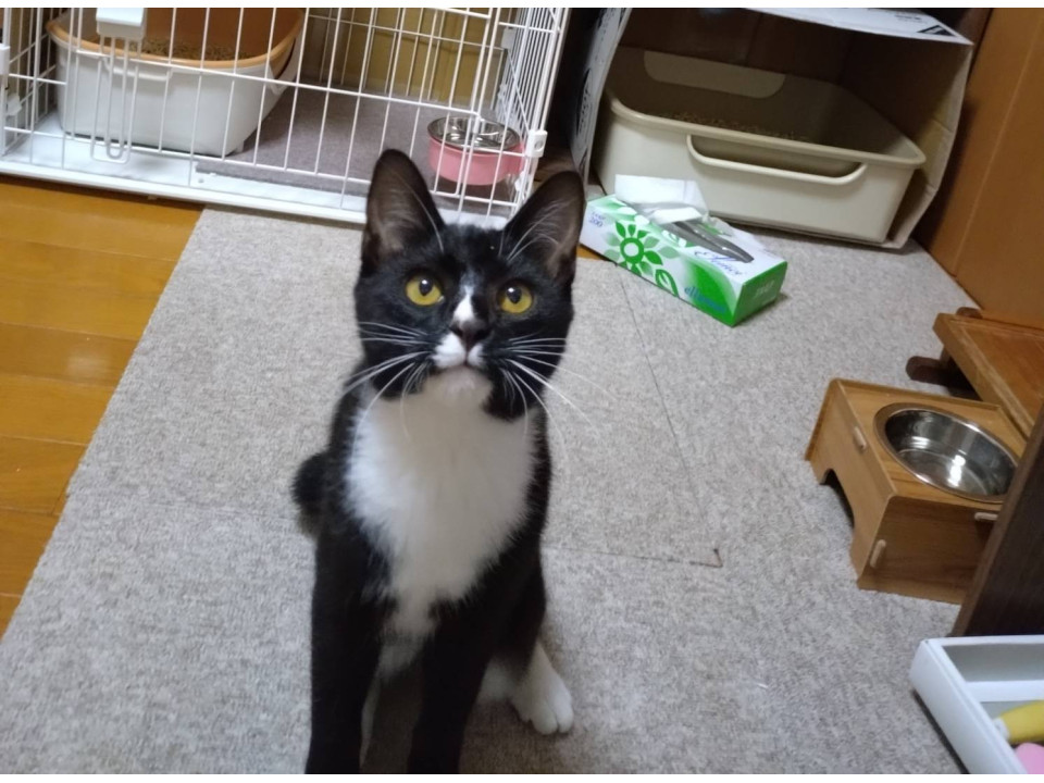 ハチワレソックス君