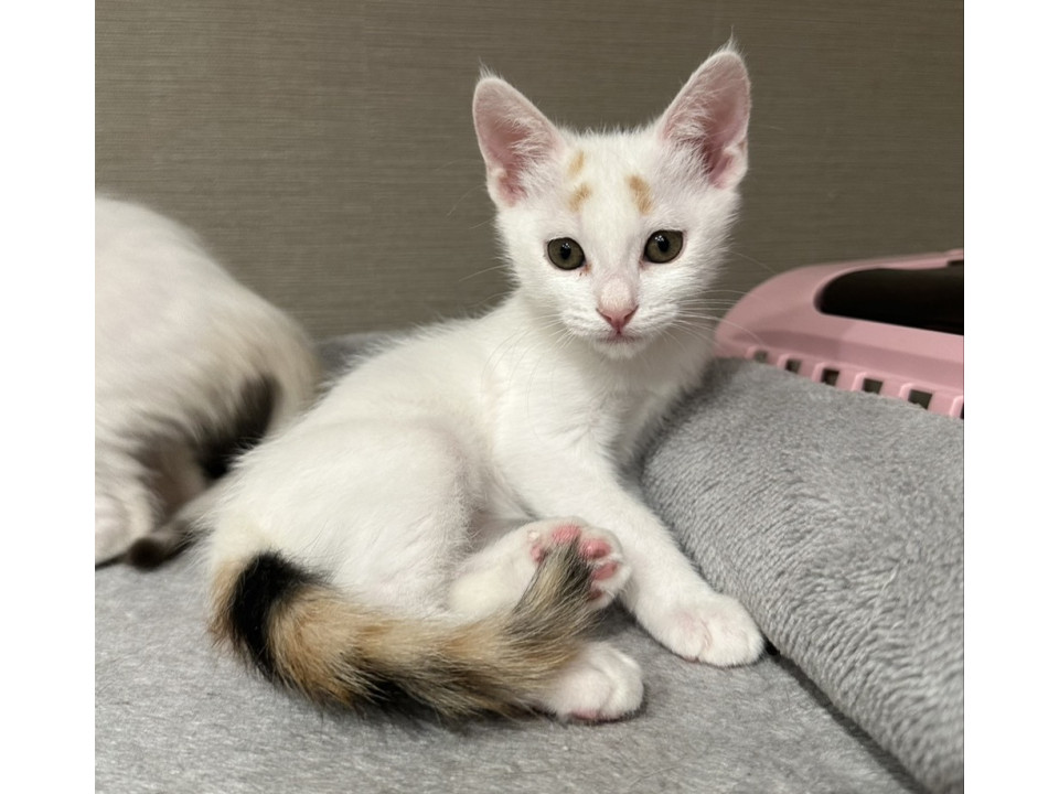 可愛いクラッキングが萌え