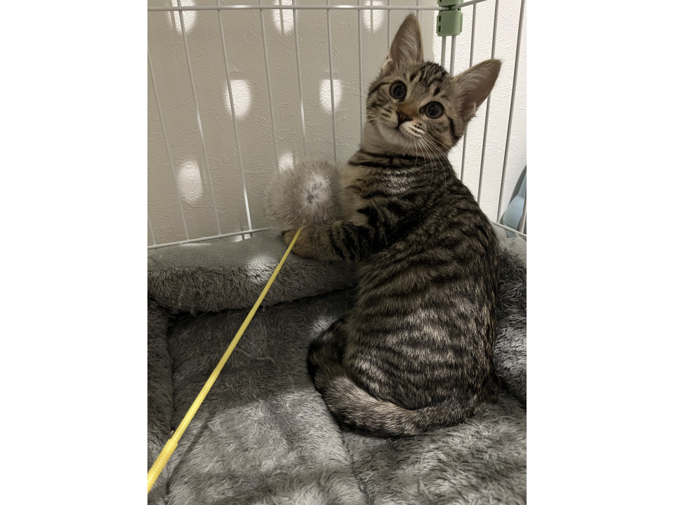 [1/4譲渡会]丸顔控えめセトちゃん