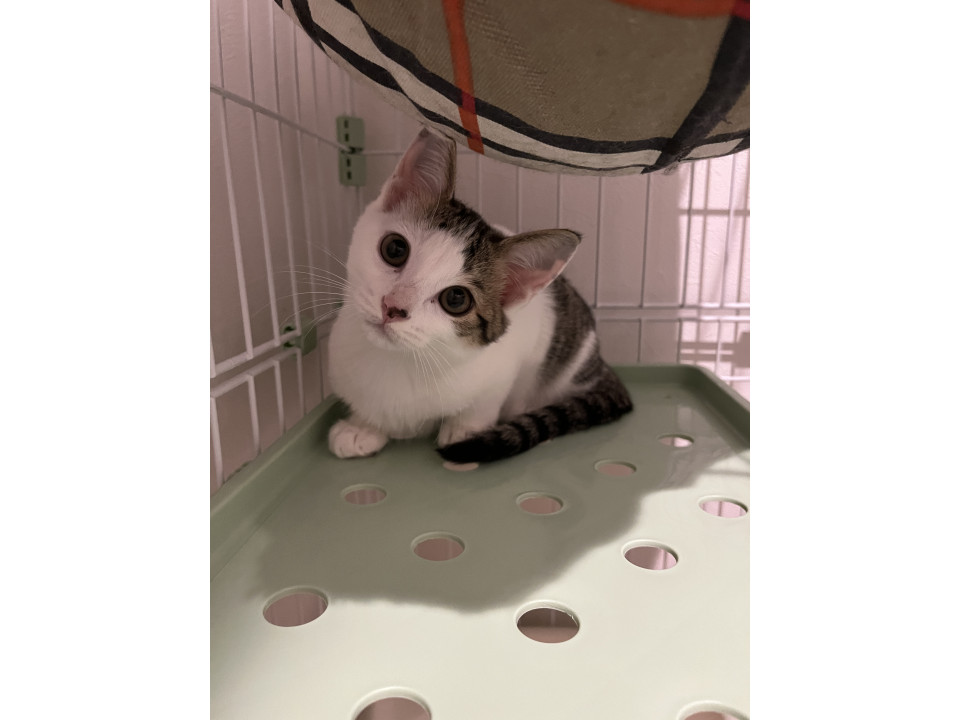 1/4譲渡会あざとかわいいイトちゃん