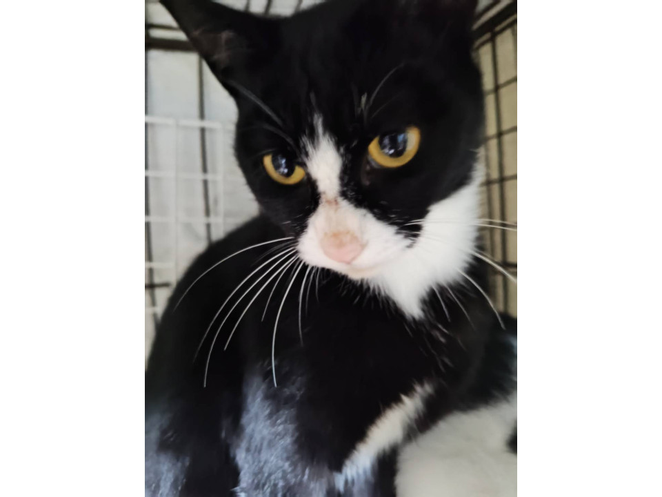 小柄ちっちゃい白黒ハチワレ見学随時受付中